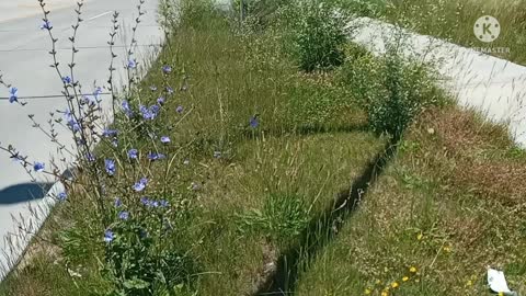 Beautiful wildflowers 🌻🌺🌼🌸💐