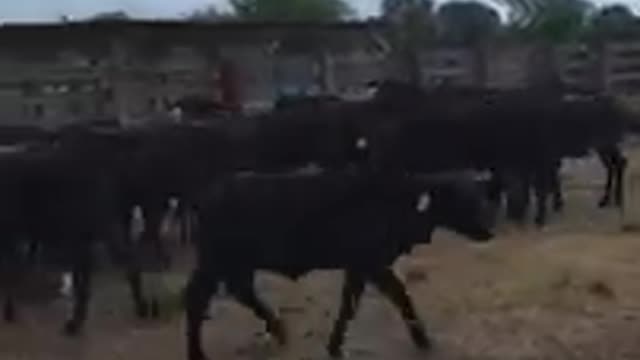 Counting the heifers at #vranch