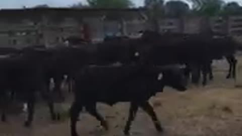 Counting the heifers at #vranch