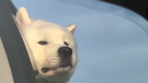 oh! dog Enjoying the Wind