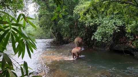 Shiva elephant 🐘 video | animals video