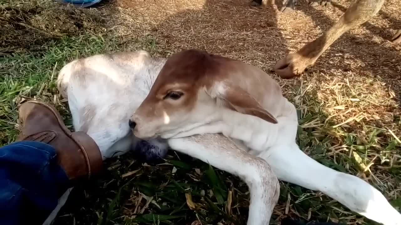 É assim que curo a bezerrada por aqui... e vc como faz?