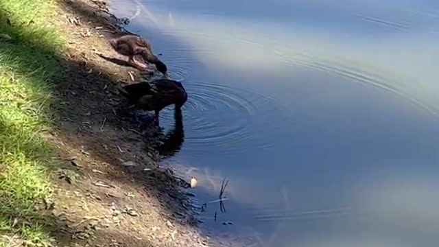 Ducks are drinking at the river