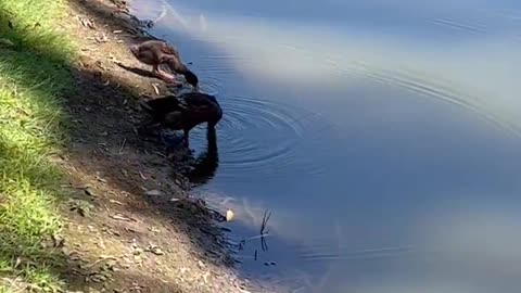 Ducks are drinking at the river