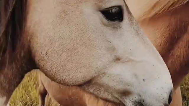 Best horse