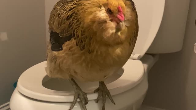 Pet Chicken Uses the Toilet