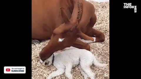 Funny animal video