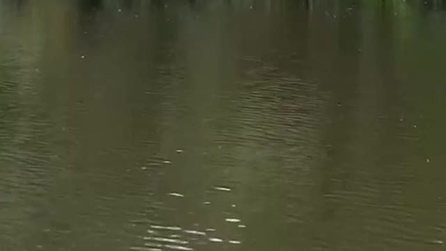 Falling for them bait boats