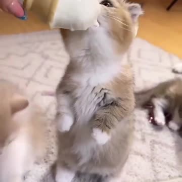 Cat Funny | Cat Cute videos | Cat Funny Videos; Opens a new tab Cat Funny | Cat Cute videos |