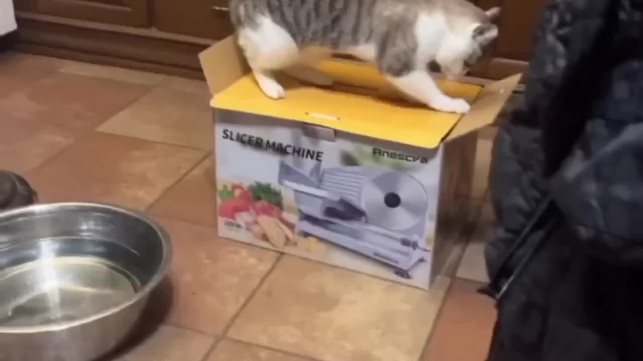 Funny cat videos | CloudCast