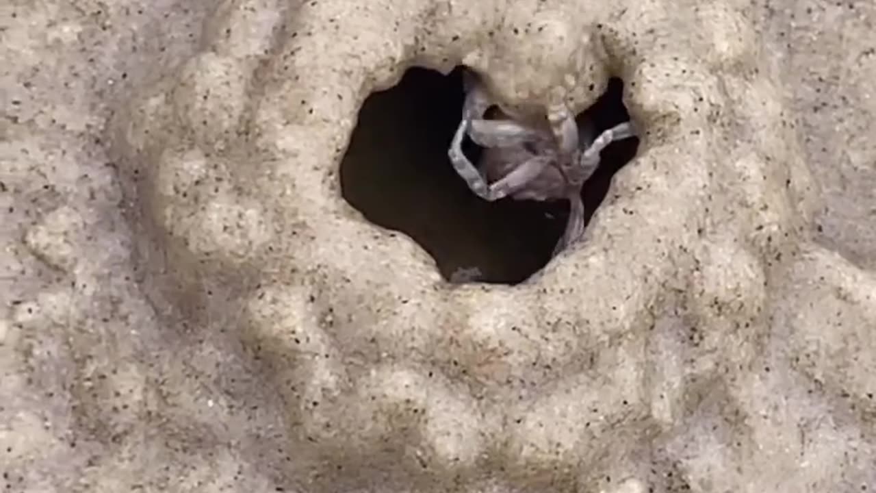 Crab 🦀 Building Home Under The Sand 😍 | Entertainment video | #rumble #entertainment #animal