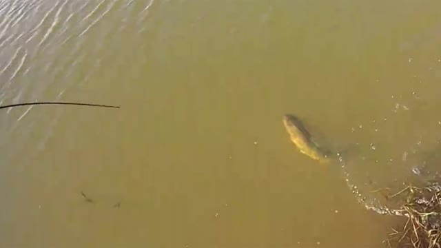 INSANE FISH