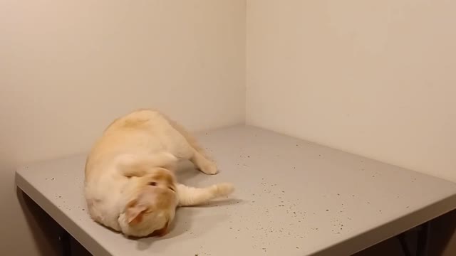 When The Catnip Hits Pt. 6