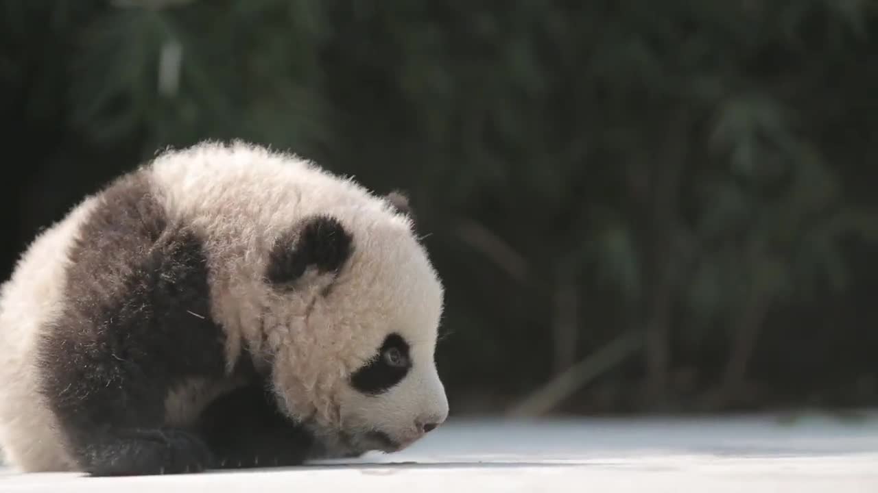 The giant panda