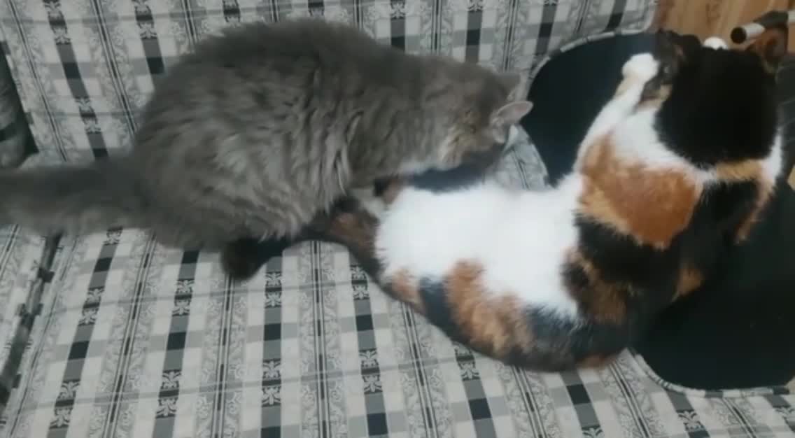 A new video of the two friendly cats, sweet moments