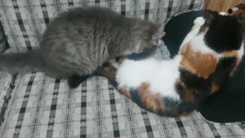 A new video of the two friendly cats, sweet moments