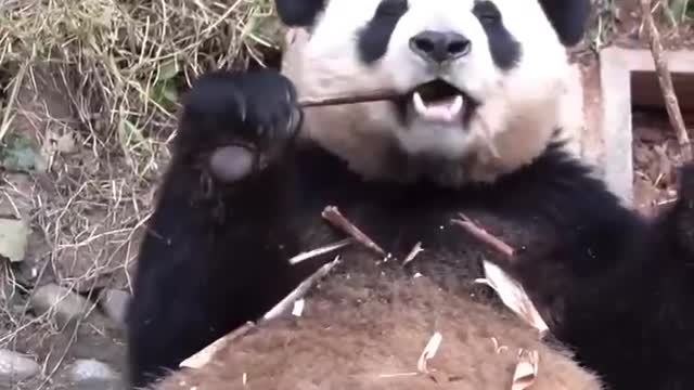 Won't the panda cut its mouth when it eats bamboo?