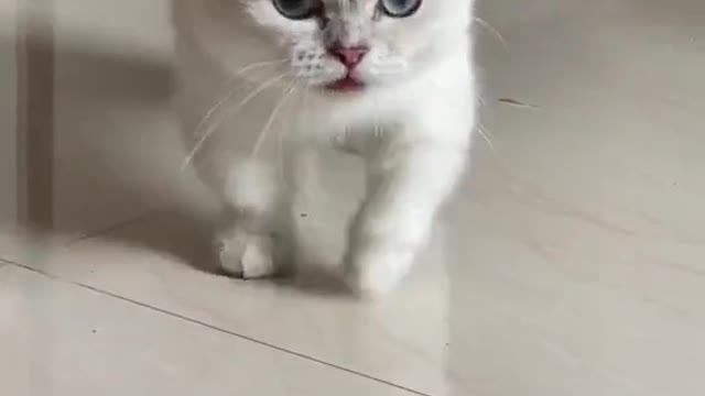 Please call me silly Cat Bantam Cat Cat