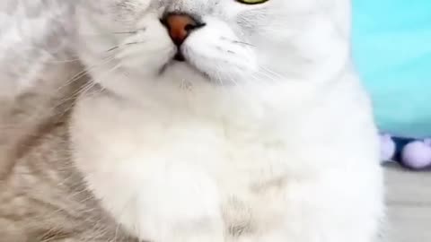 CAT FUNNY VIDEO