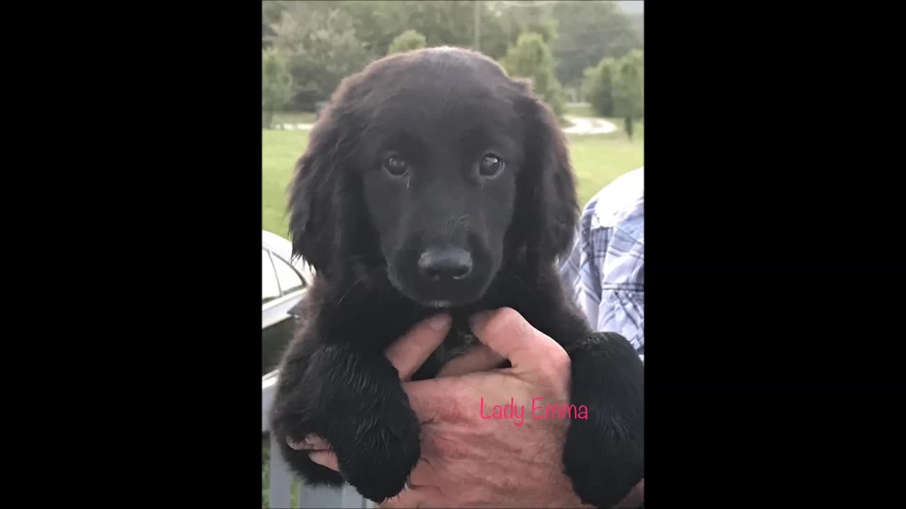 Emma Becomes Part of the Family 2017