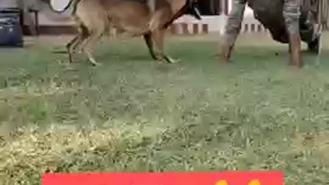 😎indian army dog training