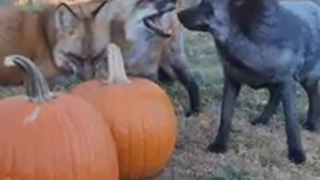 Behind the scenes; trying to get cute fox pictures...