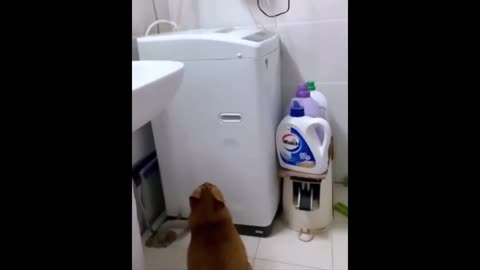 Cat try to do the laundry