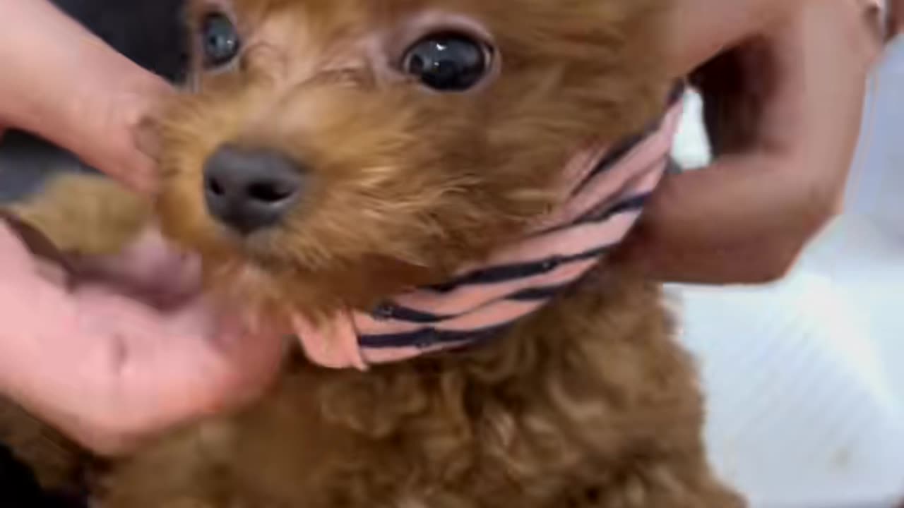 #cute #dog #poddle
