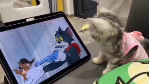 Cat funny