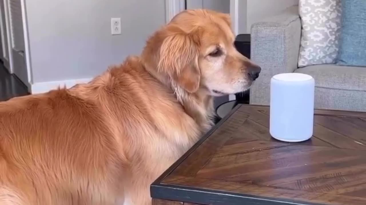 Funny Dog