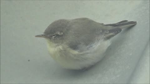 Jäljen jättäjä