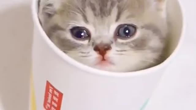 Little cats cute and funny cats videos #pets #funnycats #shorts #cutecats