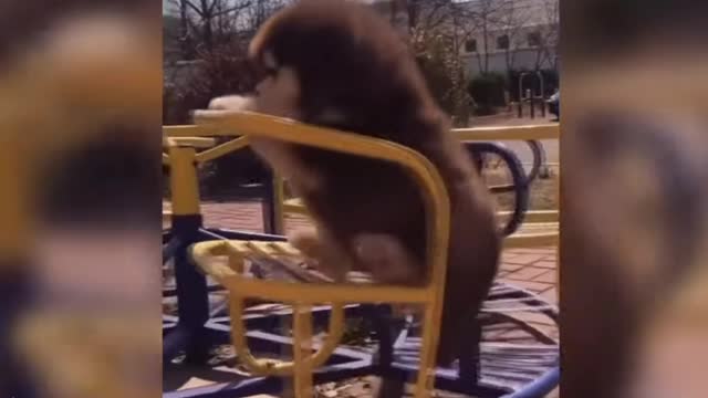 Funny animal video