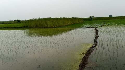 Raining season at farming place