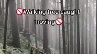 Trees caught on camera walking?