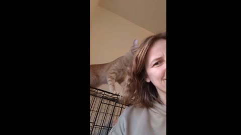 hilarious kitten hairdressing