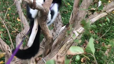 Clumsy Kitten Fails to Climb Tree