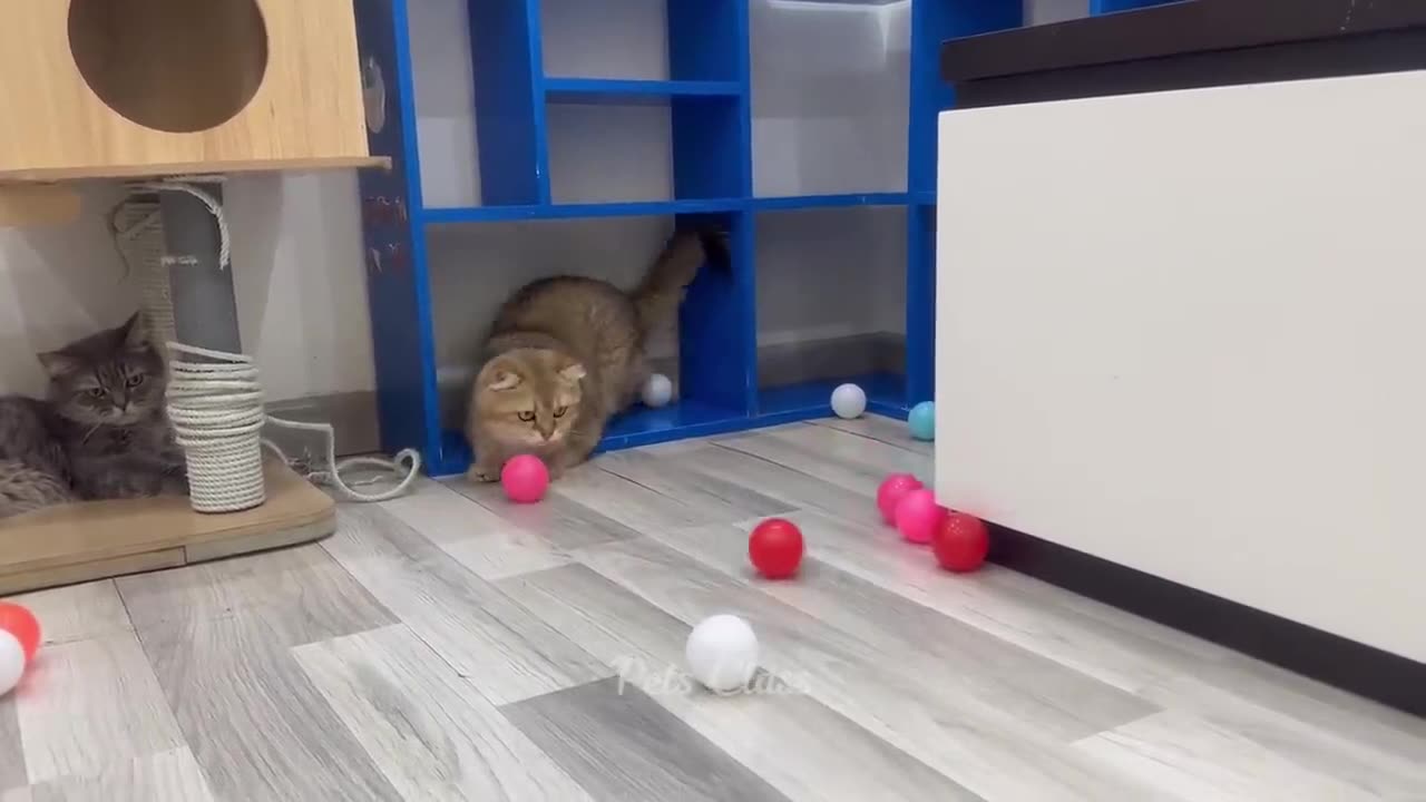 New Funny Animals π Funniest Dogs and Cats Videos πΊπΆ