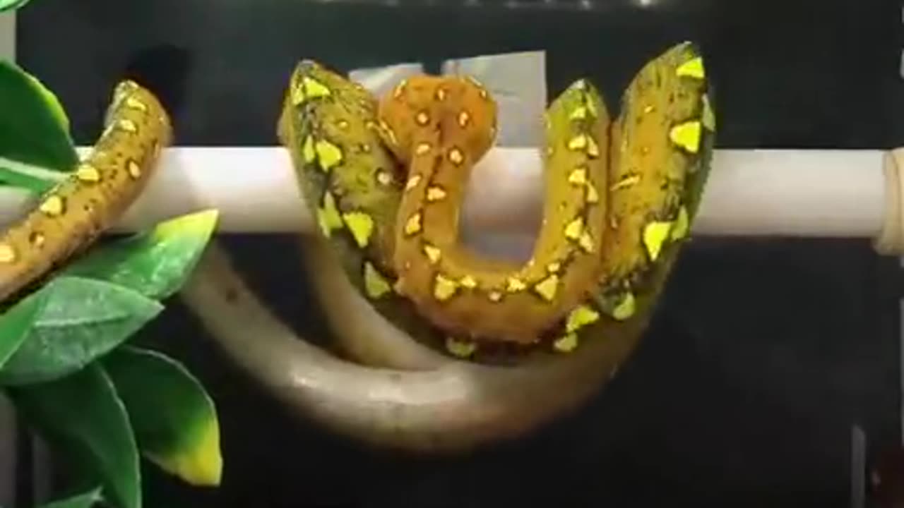 Compfy-danger-noodle--
