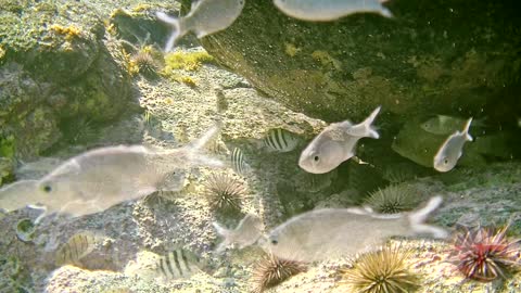 hawaii tidepool underwater shot