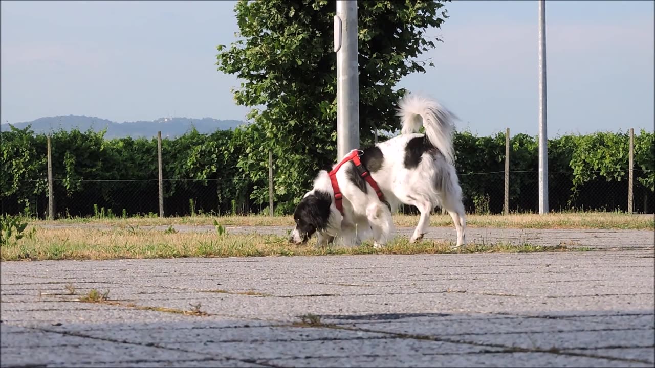 Dog playing on street ||