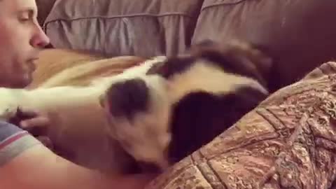 Saint Bernard desperately trying to sleep