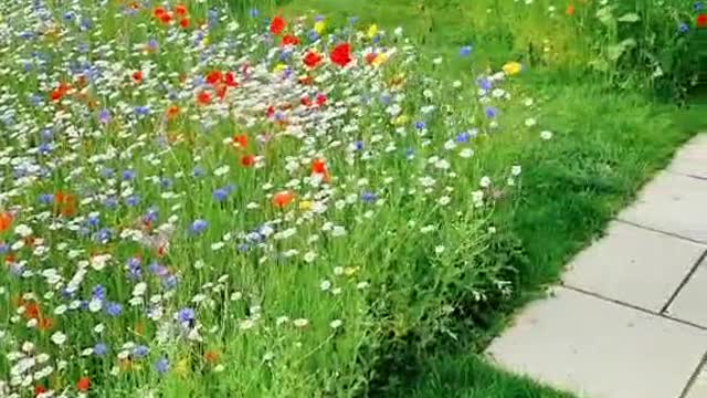 Wildflower Garden Meadow