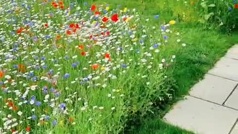 Wildflower Garden Meadow