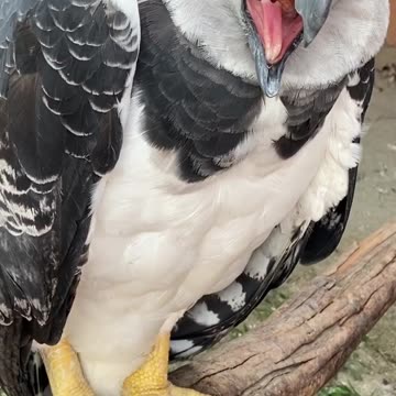 the majestic Harpy or Harpy Eagle!