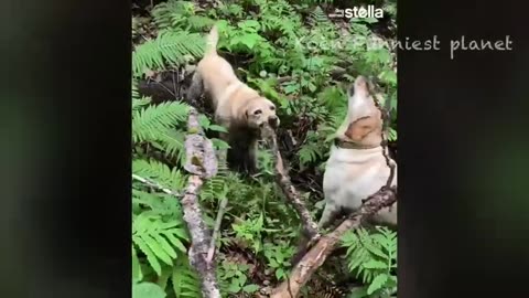 Funny Dogs And Cats Videos 2024 😅 - Best Funniest Animal Videos Of The