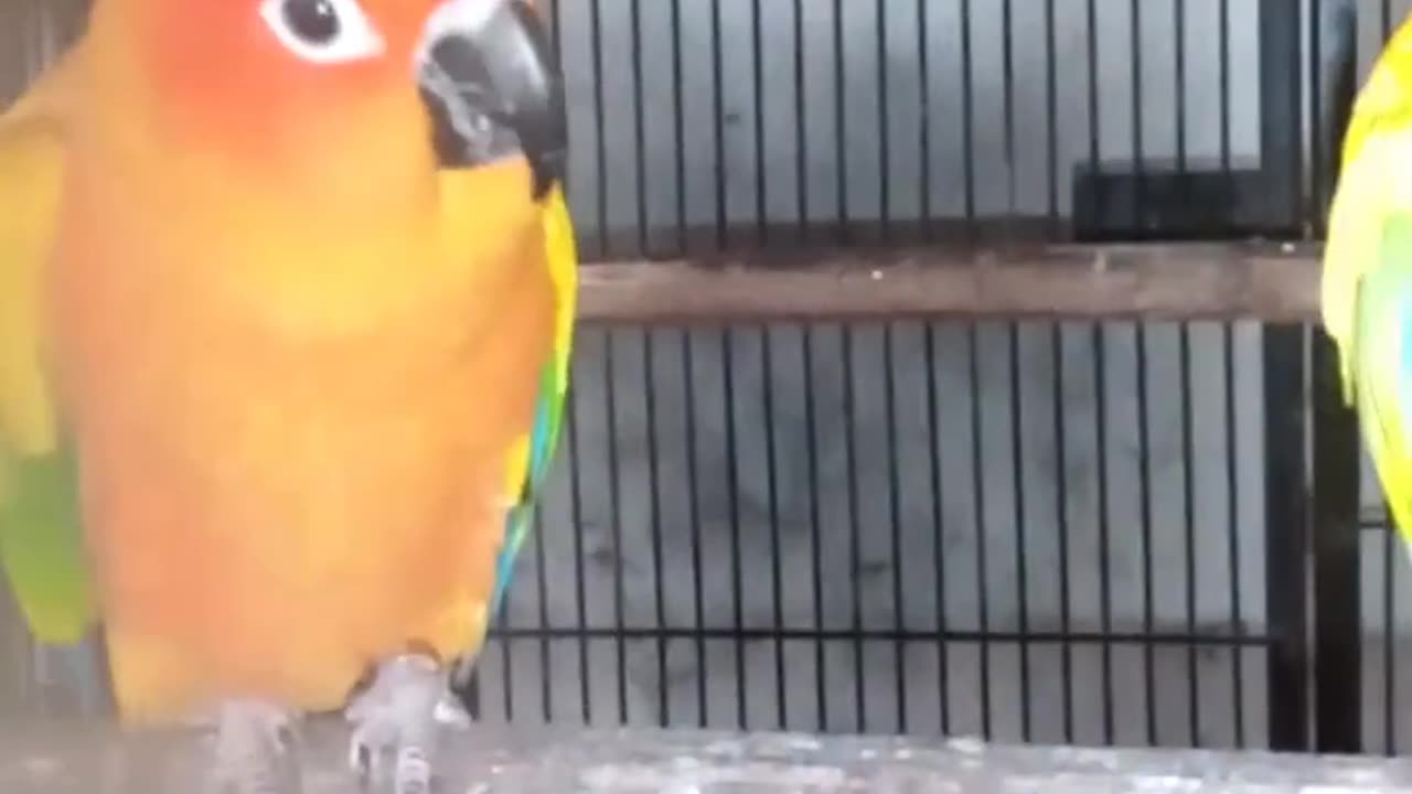 Love bird