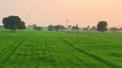 Village life