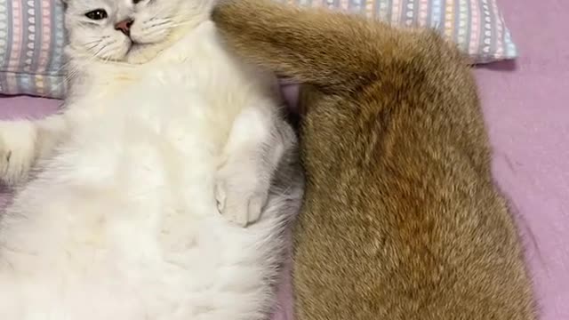 Spayed or neutered