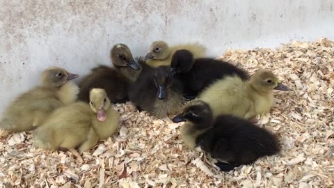 Earth day hatch Ducklings Graduate to bathtub brooder